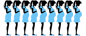 اندازه شکم در ماههای مختلف بارداری